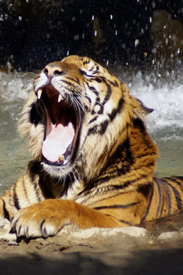 Тигр в воде