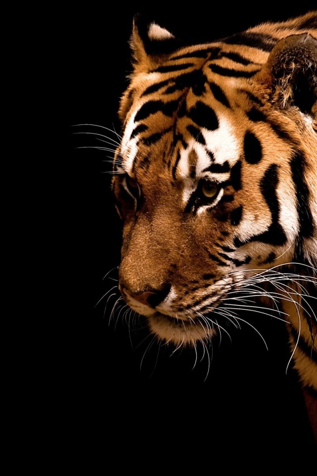 Тигр на черном фоне