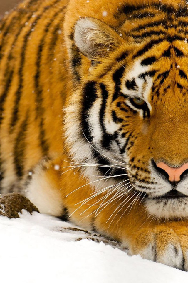 Тигр на снегу