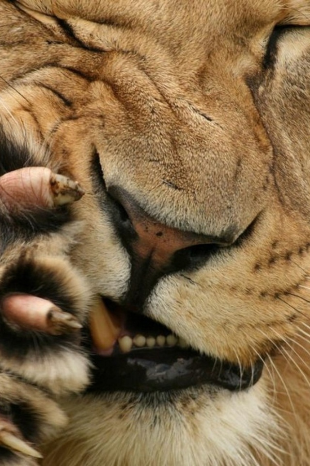 Царь зверей