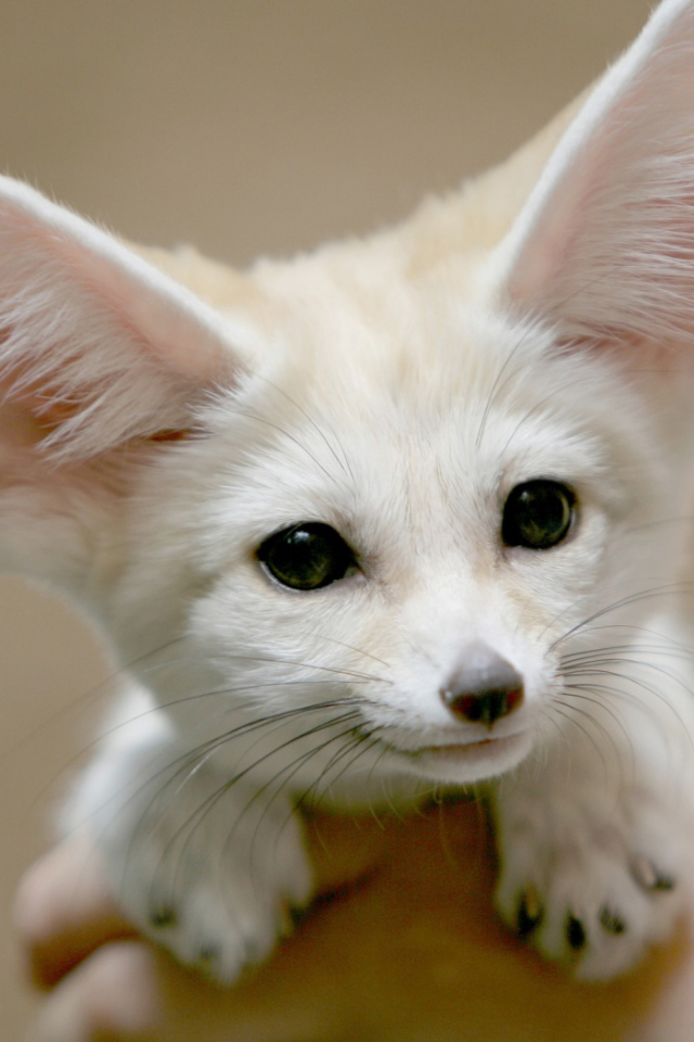 Белый Фенек