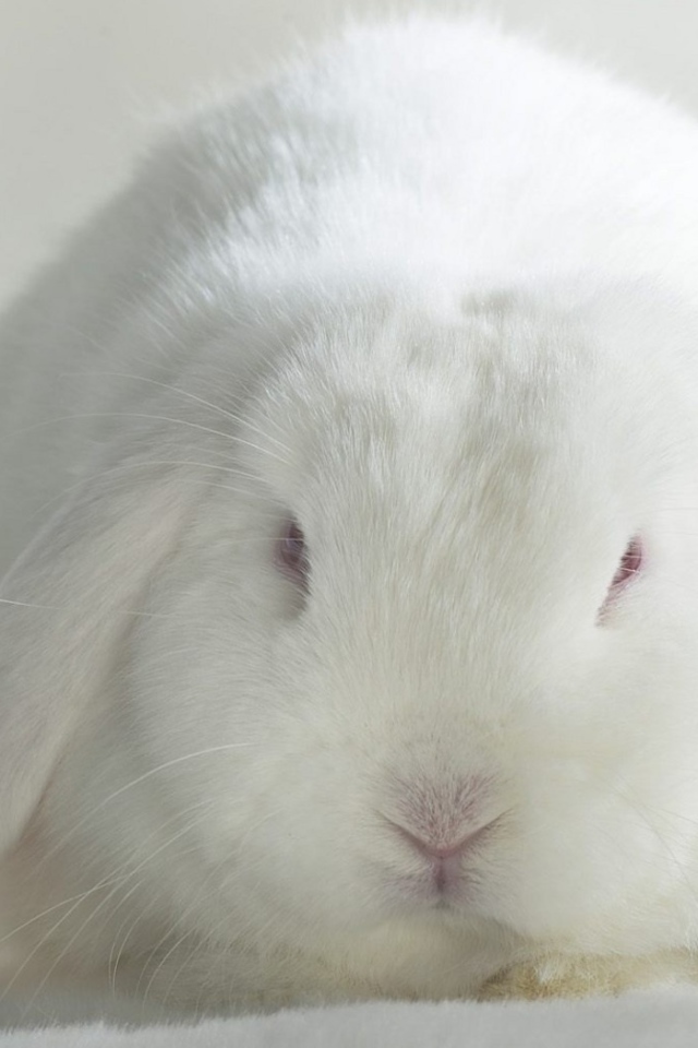 Белый кролик