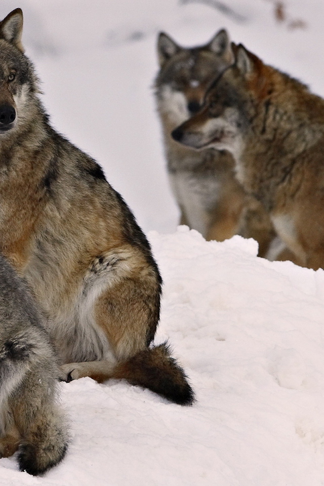 Волчье семейство