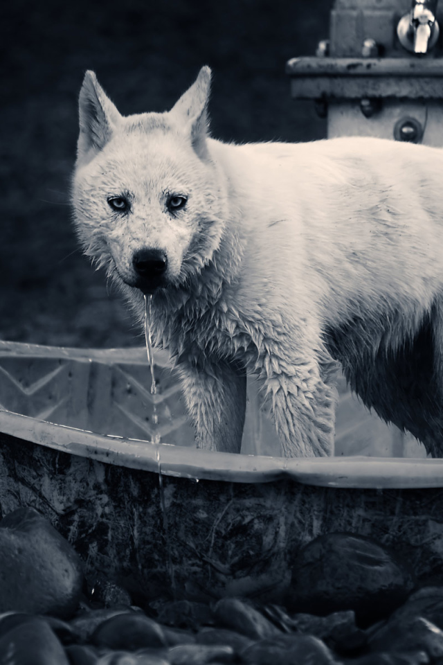 Волк в ванной