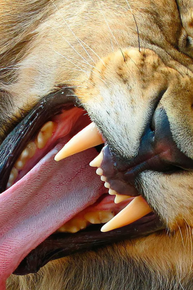 Зевающий лев