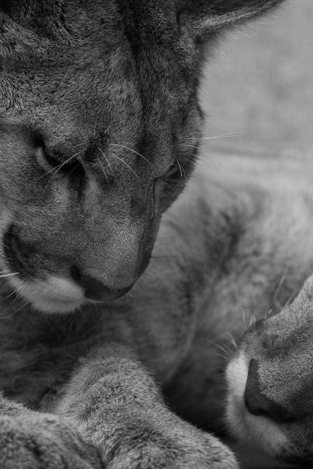 Молодые львы