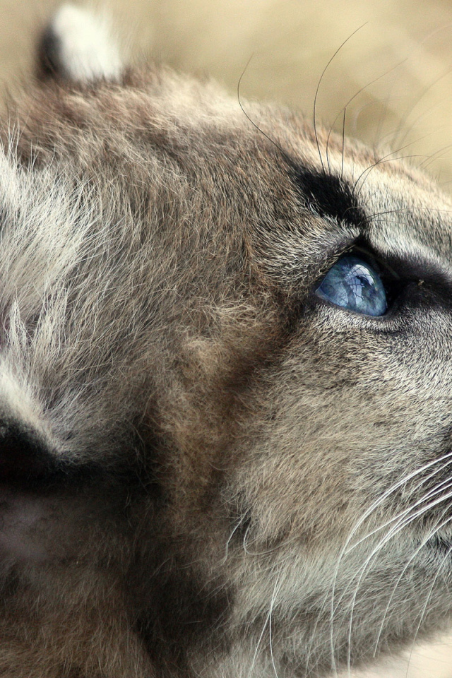 Кошачьи голубые глаза