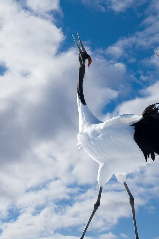 Птичья прогулка