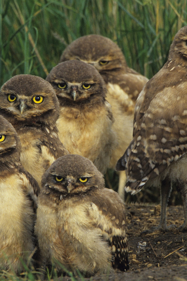 Птичье семейство