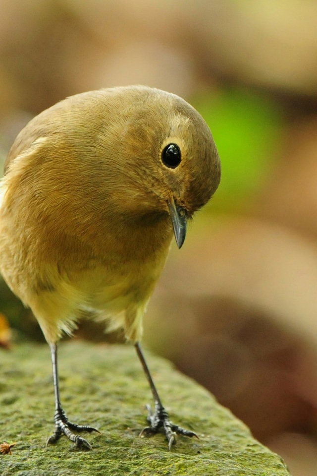 Птичка-невеличка