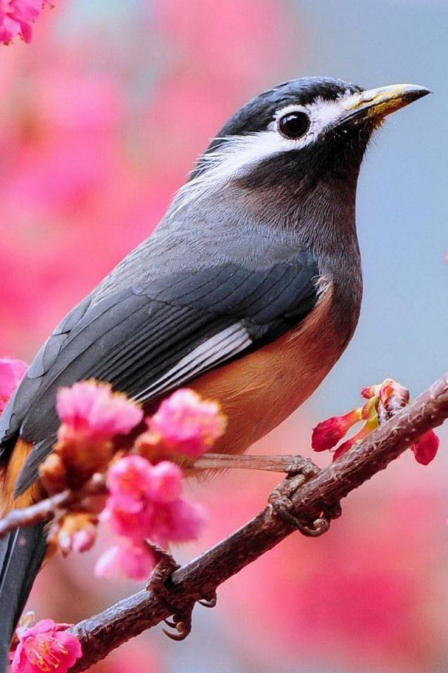 Птичка на ветке