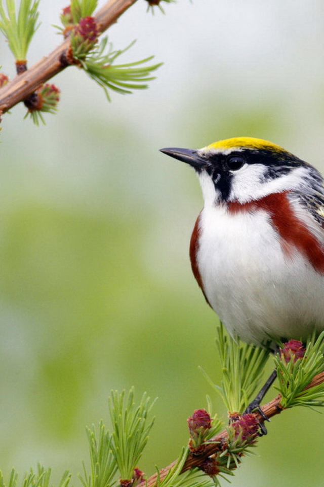 Желтошапочный лесной певун