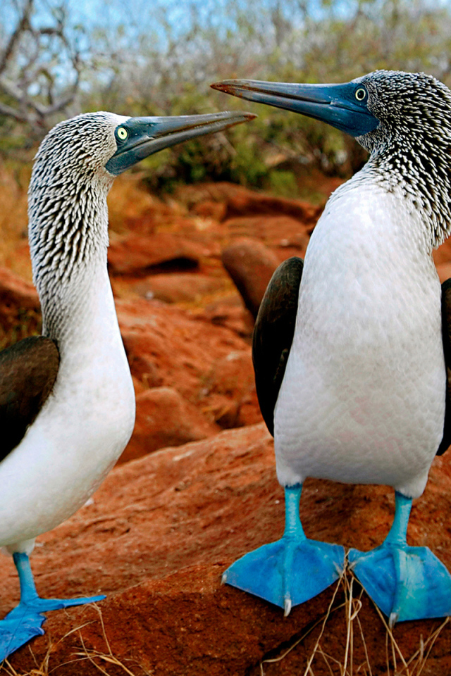 Птички с синими лапами