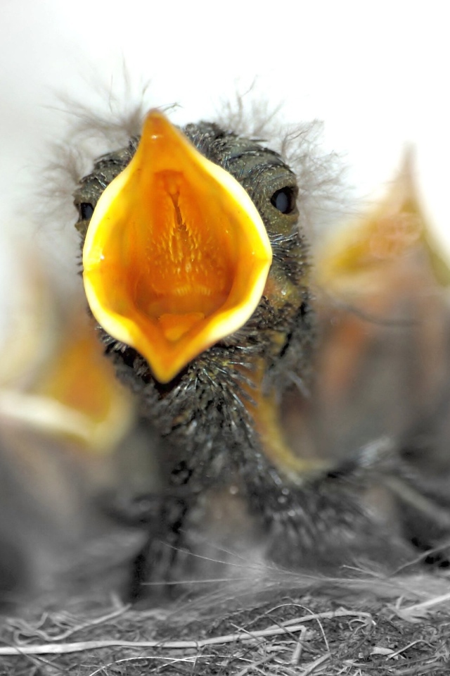 Птенцы в гнезде