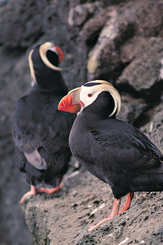 Тупик-птица