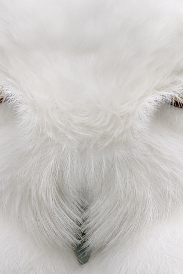 Глаза Хищника