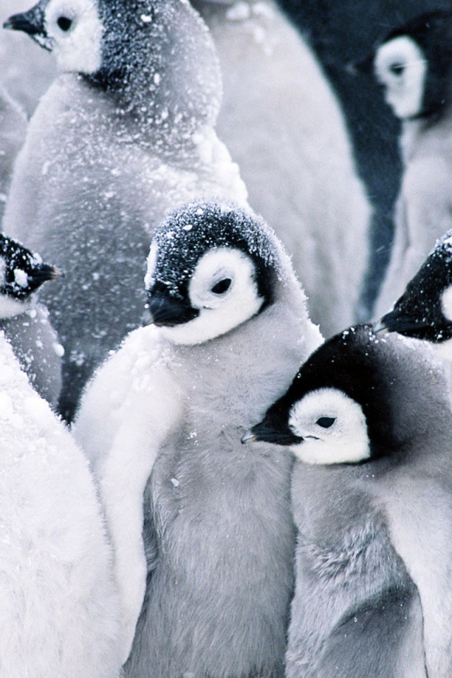 Стая пингвинов