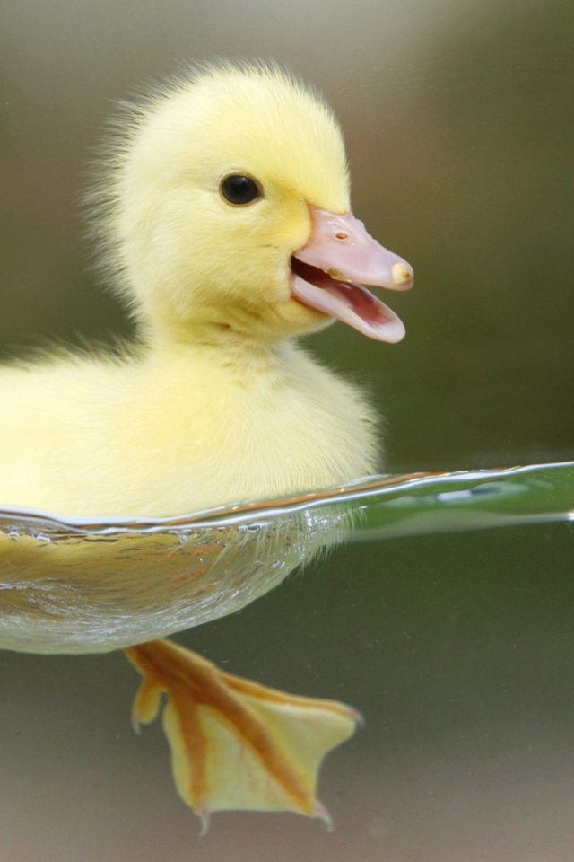 Плывущий утенок