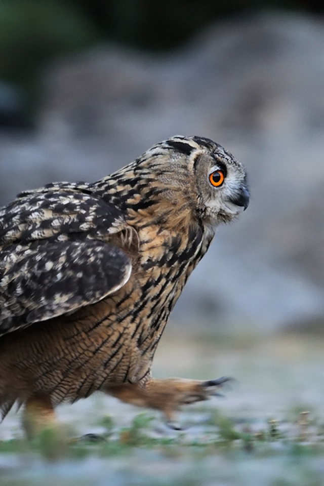 Идущая сова