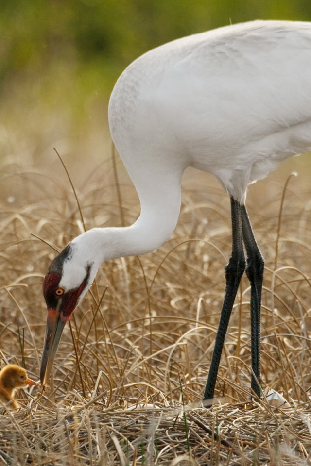 Цапля и птенец