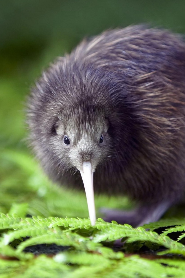 птичка Киви