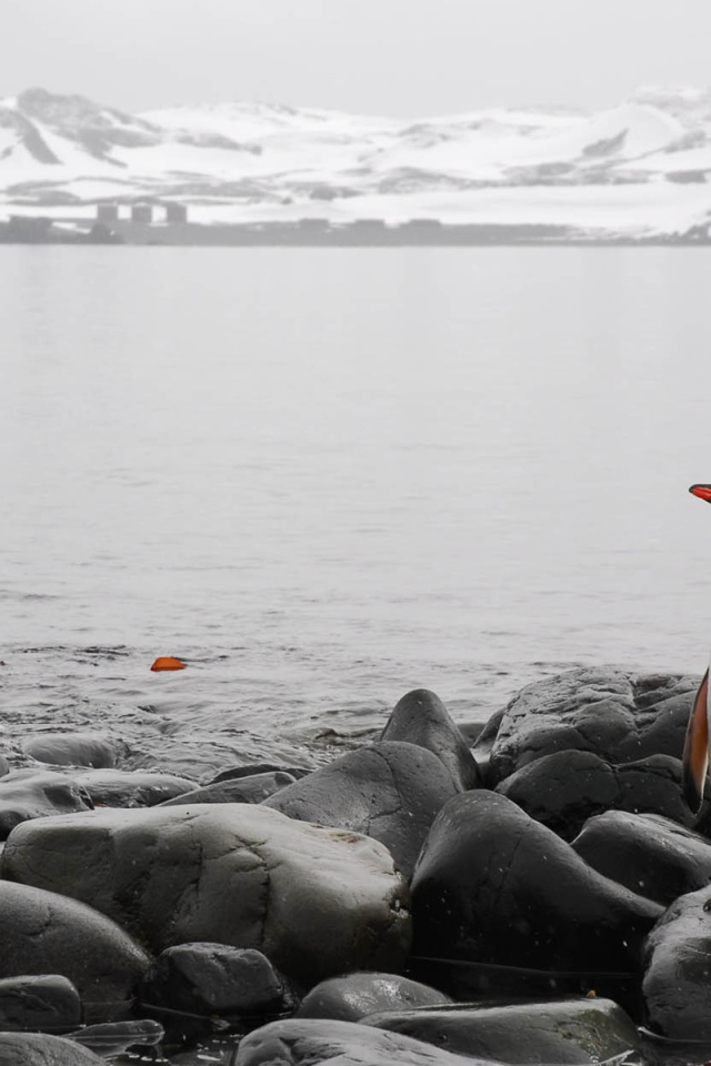 Одинокий пингвин