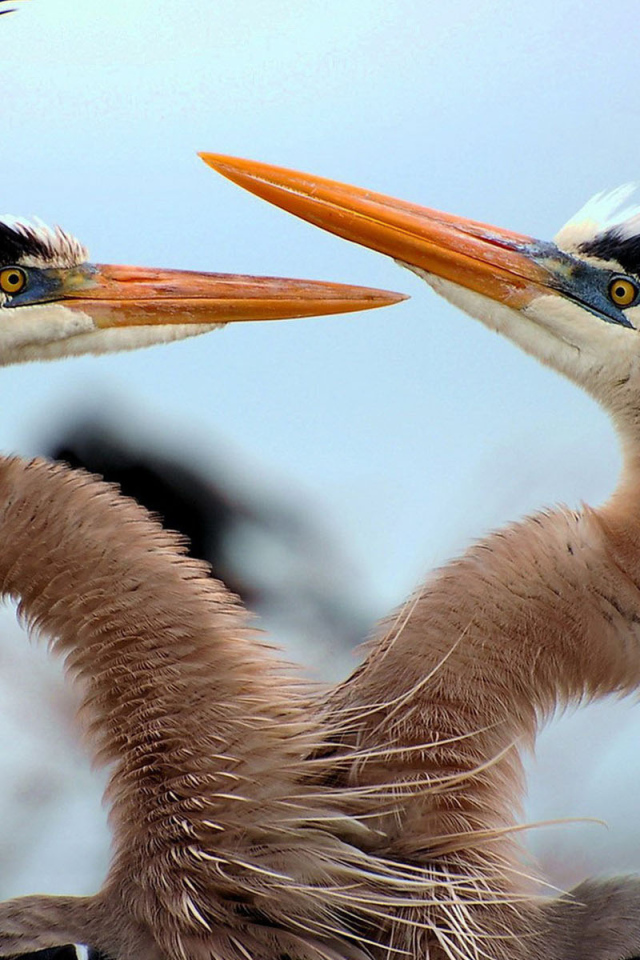 Танец любви