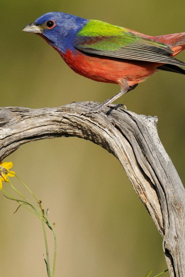 Пестрая овсянка