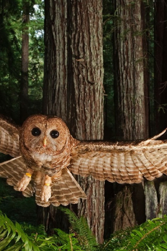 Северная пятнистая сова