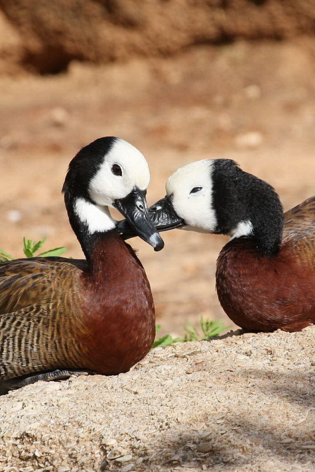 Парочка диких уток