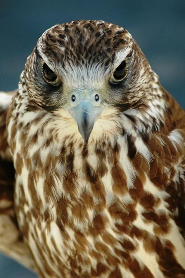 Хищный взгляд