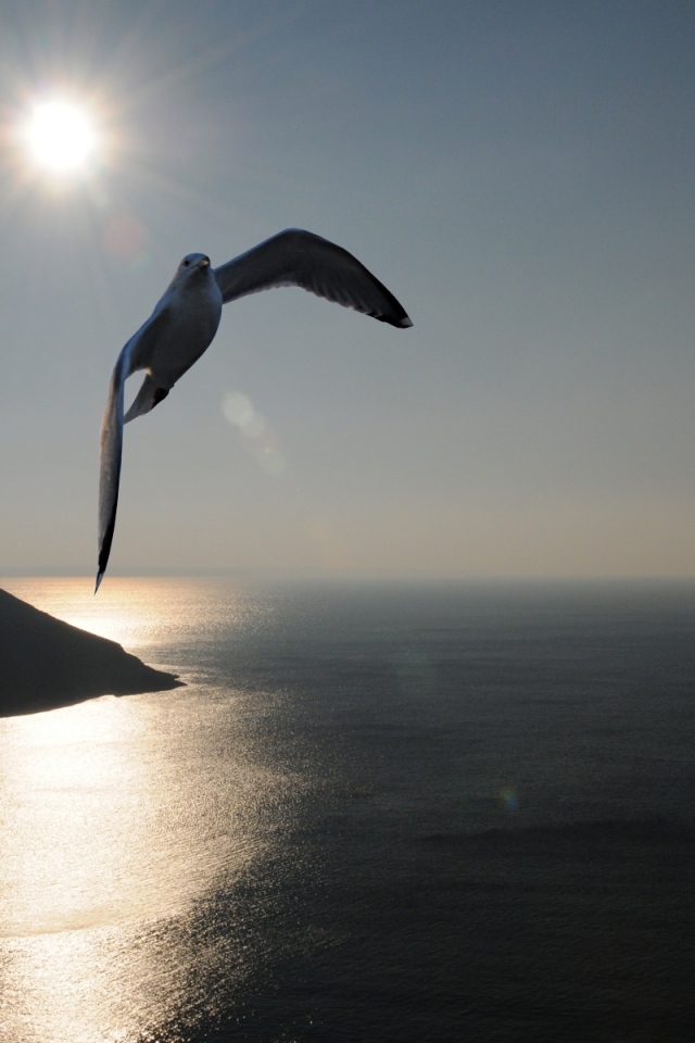 Птица Море Закат