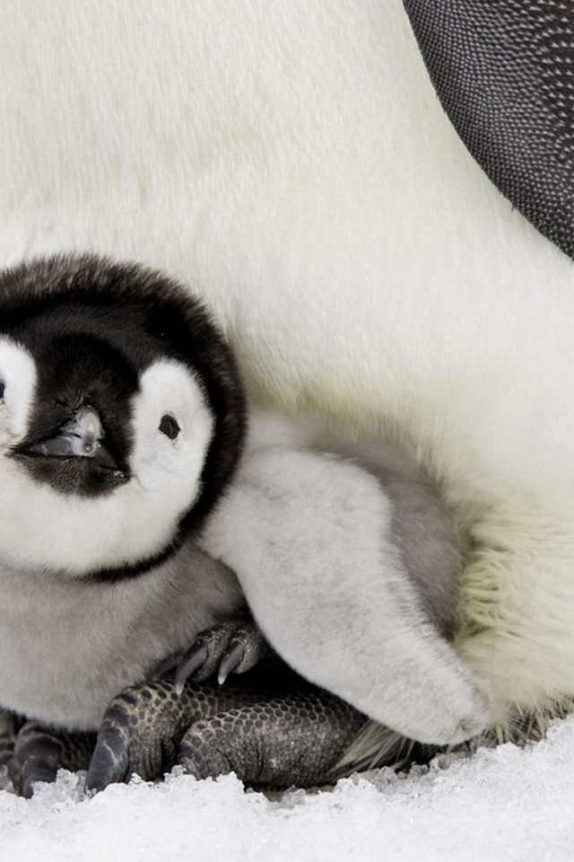 Пингвиненок