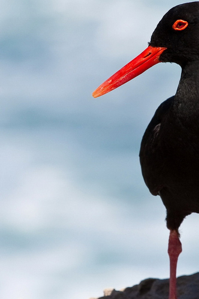 Кулик-сорока