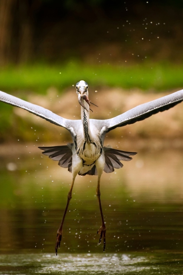 Аист с рыбкой