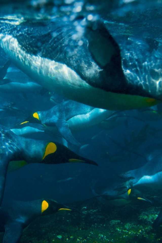 Плывущие пингвины