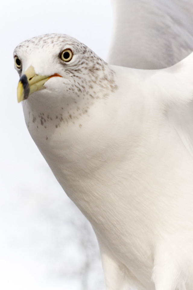 Белый голубь