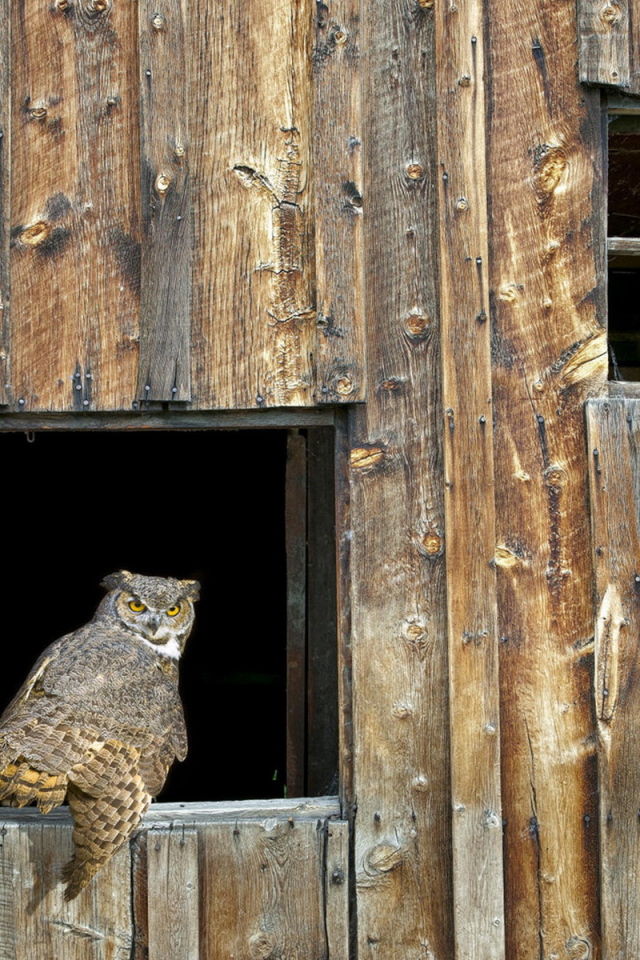 Собрание Сов