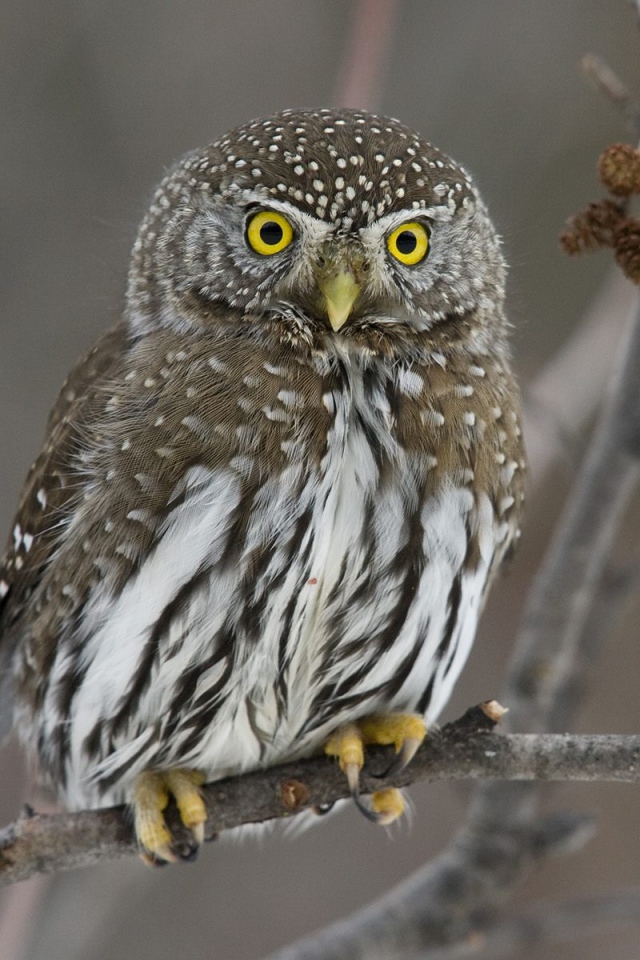 Прикольная сова