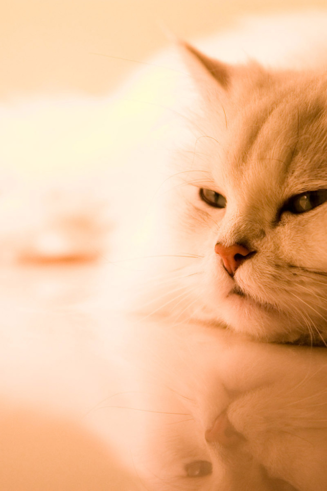 Красивая кошка