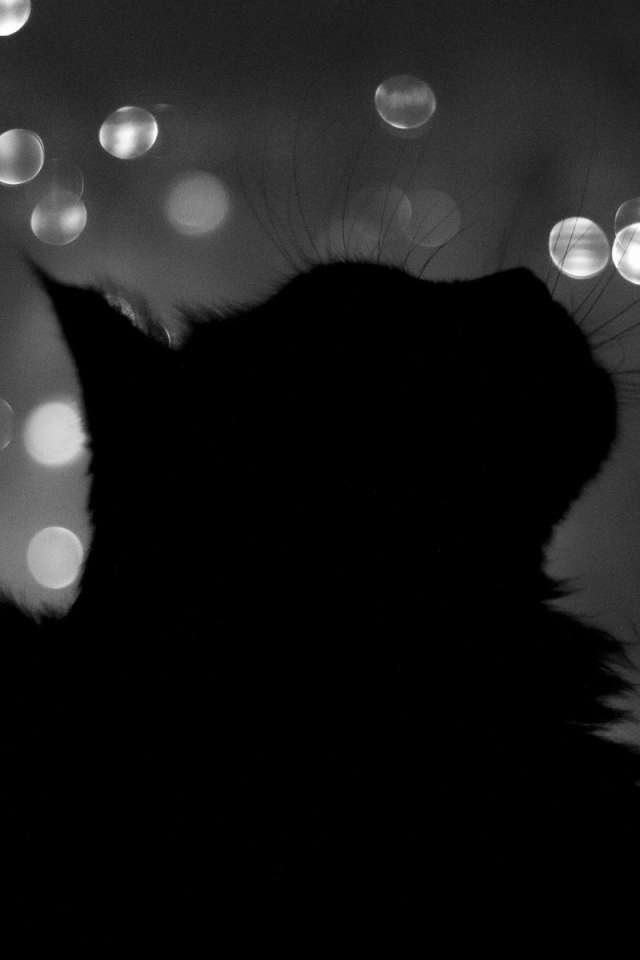 Черный кот в тени