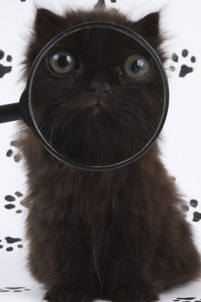 Черный котенок