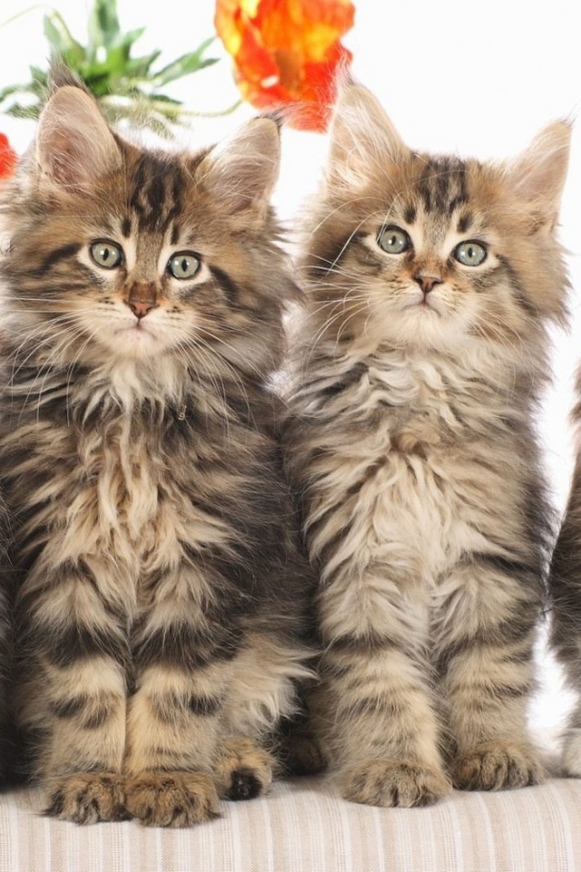 Кошачье семейство