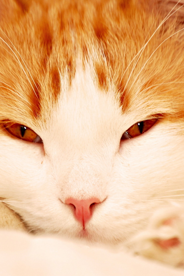 Кошачья мордашка