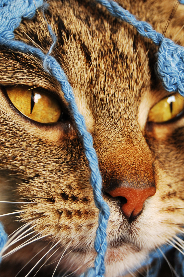 Кошка в кофточке