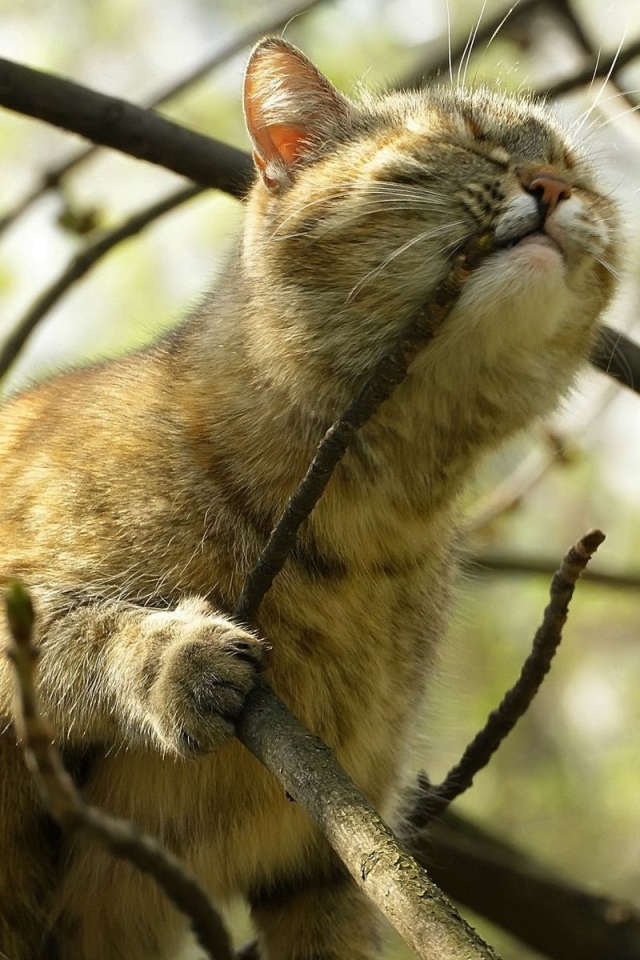 Кот на дереве