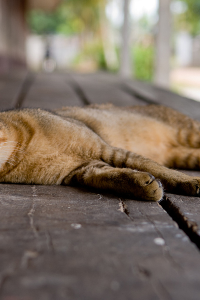 Кошка на полу