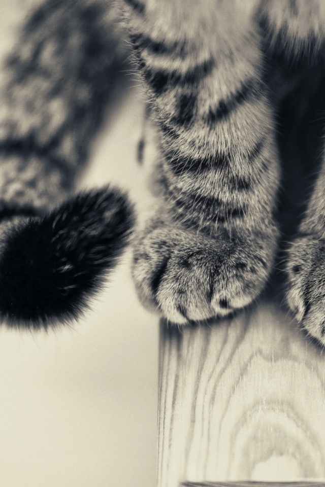 Кошачьи лапки