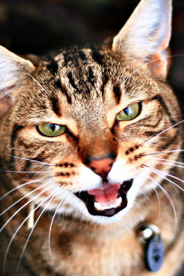 Кариглазый кот