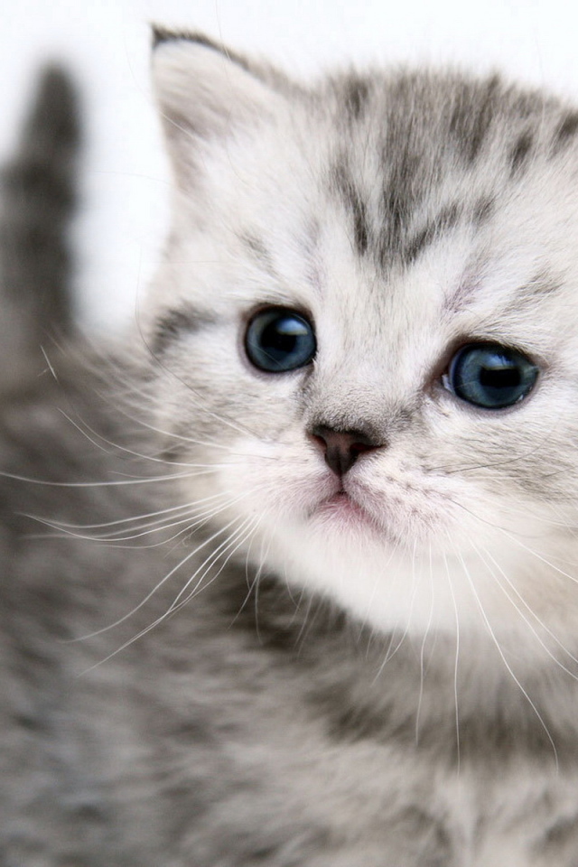 Заставки на телефон котики